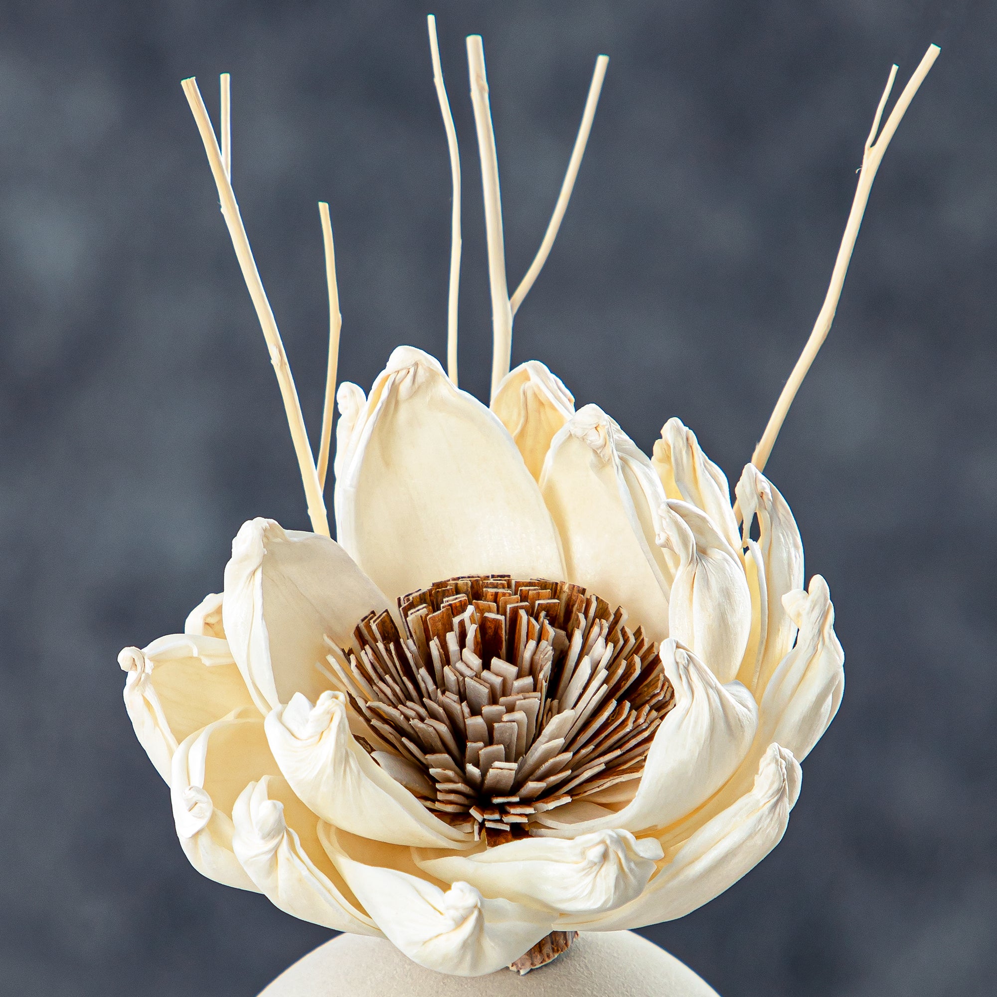 فواحة المرجان 50 مل بعطر بالبابونج - KDTD752 SCR